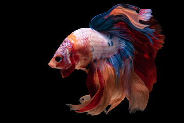 Wall Mural - Beautiful movement of red white betta fish, Siamese fighting fish, Betta splendens isolated on black background. Studio shot.