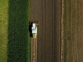 Wall Mural - Aerial view of harvester working in agriculture field