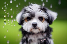Shitzu Puppy In The Rain Illustration