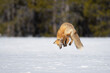 © Tristan - red fox jumping