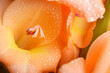 Pomarańczowy kwiat z kropelkami wody