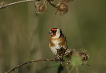 Wall Mural - a beautiful goldfinch, carduelis carduelis, feeding on the seeds of a wild burdock plant arctium lap