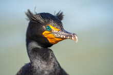 Close-up Of A Double-crested Cormorant (Phalacrocorax Auritus)