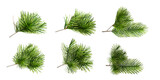Fototapeta  - set of pine cones isolated