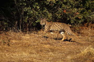 Canvas Print - The Iberian lynx (Lynx pardinus), young lynx in yellow grass. Young Iberian lynx in the autumn landscape.