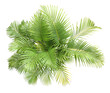 top view palm leaves tree isolated on transparent background png file