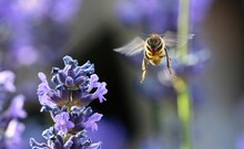 Closeup Of A Honey Bee, Apis Flying Around A Purple Lavender Flower
