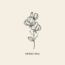 Line Art Sweet Pea Flower Illustration