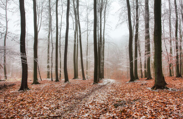 Wall Mural - Autumn forest with yellow leaves in the snow trees and road concept, forgiving autumn, hello winter, christmas, new year