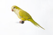 노랑색 앵무새 애완동물