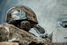 Closeup Shot Of A Turtle In A Pond