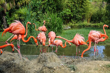 Beautiful Pink Flamingos In Zoological Garden
