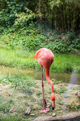 Wall Mural - Beautiful pink flamingo in zoological garden