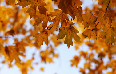 Wall Mural - Beautiful autumn landscape with yellow leaves.