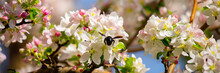 Blue Bumblebee On A Blossoming Sakura Tree. Beautiful Spring Landscape Of Wild Nature.