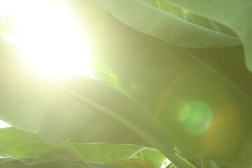 Poster - Banana tree with green leaves growing outdoors, closeup