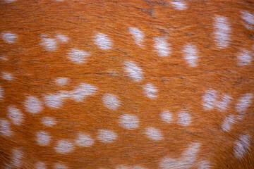 Wall Mural - sika deer fur close up. red animal fur background, fur texture. dappled deer.