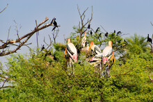 Group Of Painted Stork With Nest On The Top Of The Tree In Bharatpur Bird Sanctuary In India. The Painted Stork (Mycteria Leucocephala) Is A Large Wading Bird In The Stork Family.