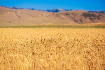 Wall Mural - Wheat field against the blue sky. Grain farming, ears of wheat close-up. Agriculture, growing food products.