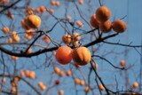 persimmon fruit on the branch. Persimmon tree with Ripe orange fruits in the autumn garden. Kaki plum tree, Japanese persimmon, Diospyros kaki Lycopersicum