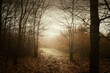 © andreiuc88 - foggy forest path background in autumn