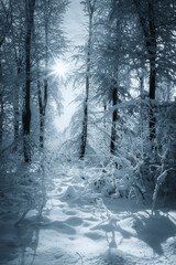 Sticker - snowy forest, winter landscape