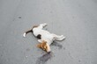 A dog is hit by a car and died on the road. Accidents with pets.