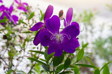 Wall Mural - Purple flower of Malabar gooseberry, Malabar melastome or Indian rhododendron bloom with sunlight in the garden. 