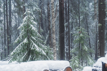 Poster - Winter forest