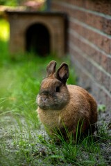 Poster - Vertical shot of a bunny on grasses against a wall