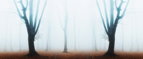 Poster - Panorama of horror dark tree. Spooy mirror tree in misty woodland