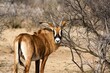 Roan antelope standing on grassland