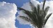 Crone of a palm tree on the background of a white cloud in the blue sky