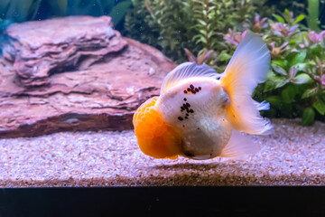 Wall Mural - The goldfish in the cabinet on nature background.