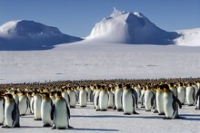 Large Flock Of Emperor Penguins Gathered On Ice Floe On Cold Sunny Day