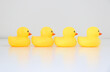 Four yellow rubber ducks in a row lined up in single file facing rightward direction, with reflection, idiom and phrase concept for organisation, to get one’s ducks in a row. Work and business speak.