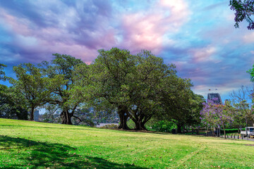 Wall Mural - Beautiful park on a Hill overlooking Sydney Harbour, Sydney CBD, the Rocks and Darling Harbour. Lush green trees and colourful Jacaranda purple trees. Observatory Hill Park in Sydney NSW Australia