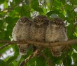 Three baby owl perching on the branch of the tree