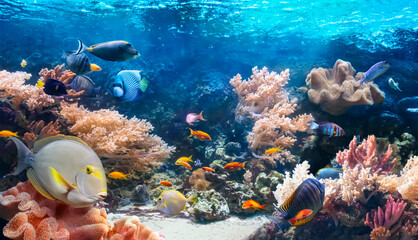 life of the underwater world. colorful tropical fish. animals in the coral reef. ecosystem. underwat