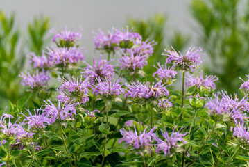 Canvas Print - Wild Bergamot Growing In The Garden In Summer