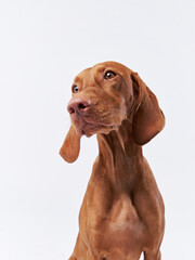 Wall Mural - funny dog with funny muzzle. Hungarian vizsla on a white background