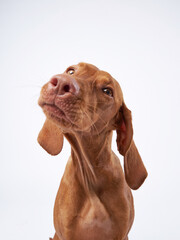 Wall Mural - funny dog with funny muzzle. Hungarian vizsla on a white background