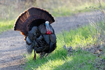 Canvas Print - Closeup of a male domestic turkey, Meleagris gallopavo domesticus.