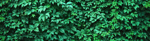 dark green foliage fresh plant, natural green leaves banner, green nature background