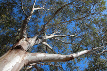 Gum Tree In Australia