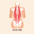 Erector spinae muscles, vector illustration. 