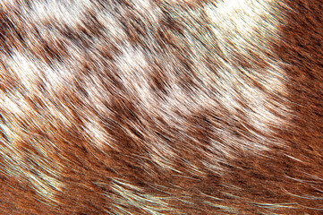 Wall Mural - beautiful spotted fur close-up. texture of brown animal wool. dog fur.