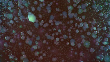 Poster - time-lapse of the growth of bacterial colonies in a Petri dish on the agar surface