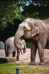 Poster - Vertical shot of an elephant holding a branch with its trunk in a zoo in daylight