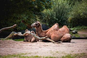 Wall Mural - Camel with its offspring sitting on the ground in a zoo in daylight